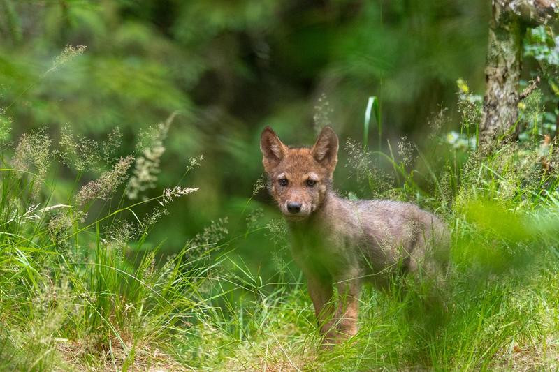 Ustawa Wilczka: Rewolucja w polskiej gospodarce i nowe możliwości dla przedsiębiorców